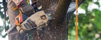 Professional Tree Removal Services in Selden, NY